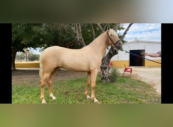 PRE Mix, Mare, 4 years, 15.2 hh, Palomino