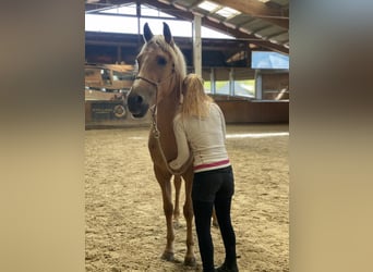 PRE Mix, Mare, 4 years, 15.2 hh, Palomino