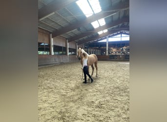 PRE Mix, Mare, 4 years, 15.2 hh, Palomino