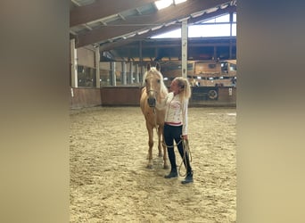 PRE Mix, Mare, 4 years, 15.2 hh, Palomino