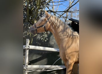 PRE Mix, Mare, 4 years, 15.2 hh, Palomino