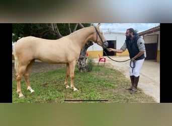 PRE Mix, Mare, 4 years, 15.2 hh, Palomino