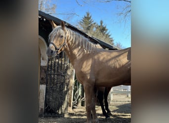 PRE Mix, Mare, 4 years, 15.2 hh, Palomino