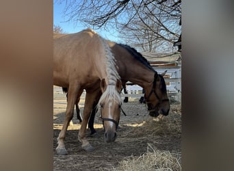 PRE Mix, Mare, 4 years, 15.2 hh, Palomino