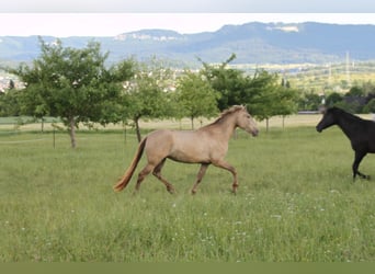 PRE, Mare, 4 years, 15.2 hh, Pearl