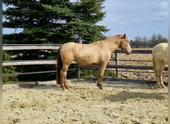 PRE, Mare, 4 years, 15.2 hh, Pearl