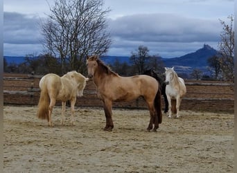 PRE, Mare, 4 years, 15.2 hh, Pearl