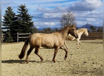 PRE, Mare, 4 years, 15.2 hh, Pearl