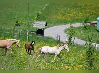 PRE, Mare, 4 years, 15.2 hh, Pearl