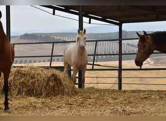 PRE, Mare, 4 years, 15.2 hh, Pearl