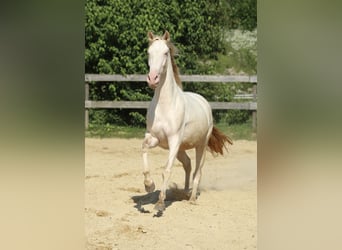 PRE, Mare, 4 years, 15,2 hh, Perlino