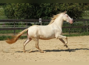 PRE, Mare, 4 years, 15.2 hh, Perlino