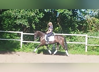 PRE Mix, Mare, 4 years, 15,3 hh, Black