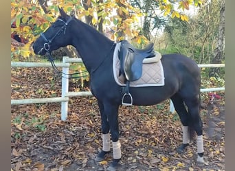 PRE Mix, Mare, 4 years, 15,3 hh, Black