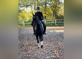 PRE Mix, Mare, 4 years, 15,3 hh, Black