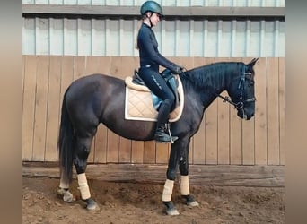 PRE Mix, Mare, 4 years, 15,3 hh, Black