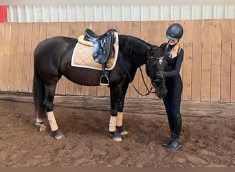 PRE Mix, Mare, 4 years, 15,3 hh, Black