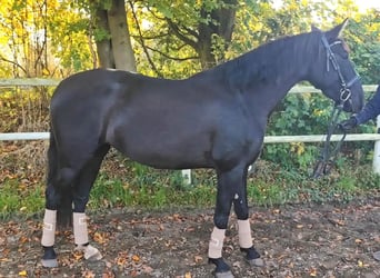 PRE Mix, Mare, 4 years, 15,3 hh, Black