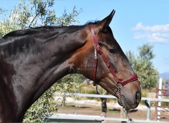 PRE Mix, Mare, 4 years, 15.3 hh, Brown
