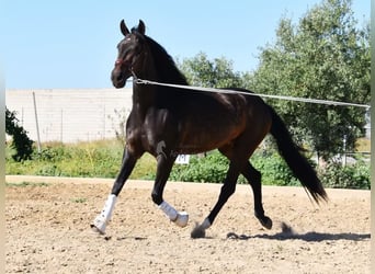 PRE, Mare, 4 years, 15.3 hh, Brown