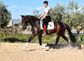 PRE, Mare, 4 years, 15.3 hh, Brown