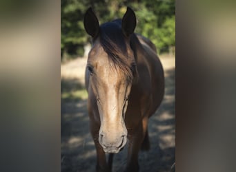 PRE, Mare, 4 years, 15.3 hh, Buckskin