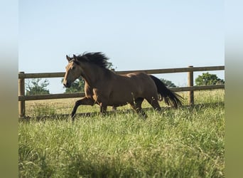 PRE, Mare, 4 years, 15.3 hh, Buckskin