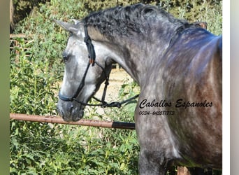 PRE, Mare, 4 years, 15,3 hh, Gray-Dapple