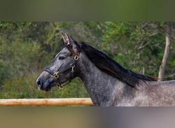 PRE, Mare, 4 years, 15,3 hh, Gray