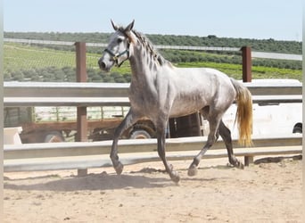 PRE Mix, Mare, 4 years, 15.3 hh, Gray