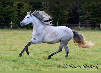 PRE, Mare, 4 years, 15,3 hh, Gray