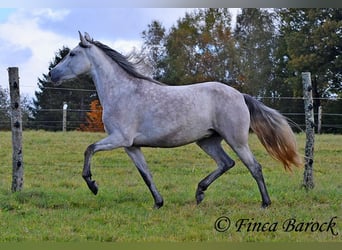 PRE, Mare, 4 years, 15,3 hh, Gray