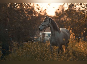 PRE, Mare, 4 years, 15.3 hh, Grey