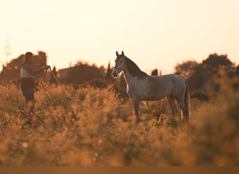 PRE, Mare, 4 years, 15.3 hh, Grey