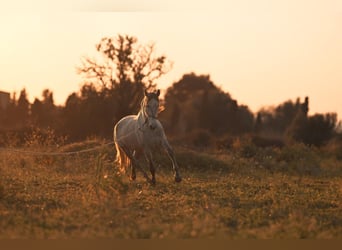 PRE, Mare, 4 years, 15.3 hh, Grey
