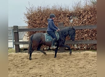 PRE Mix, Mare, 4 years, 15 hh, Black