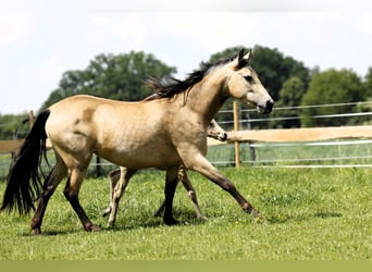 PRE, Mare, 4 years, 15 hh, Buckskin