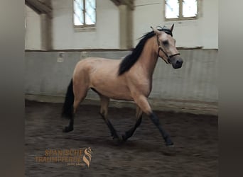 PRE Mix, Mare, 4 years, 15 hh, Dun