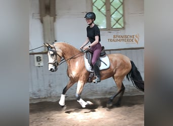 PRE Mix, Mare, 4 years, 15 hh, Dun