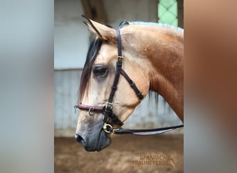 PRE Mix, Mare, 4 years, 15 hh, Dun