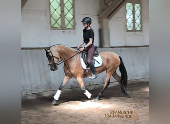 PRE Mix, Mare, 4 years, 15 hh, Dun