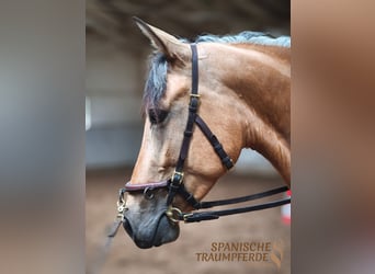 PRE Mix, Mare, 4 years, 15 hh, Dun