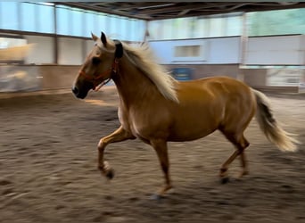 PRE Mix, Mare, 4 years, 15 hh, Palomino