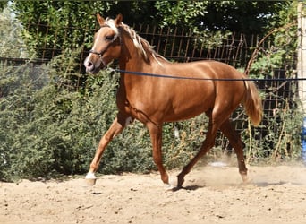 PRE, Mare, 4 years, 15 hh, Palomino