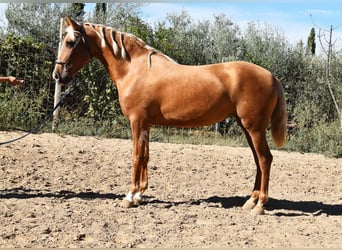 PRE, Mare, 4 years, 15 hh, Palomino