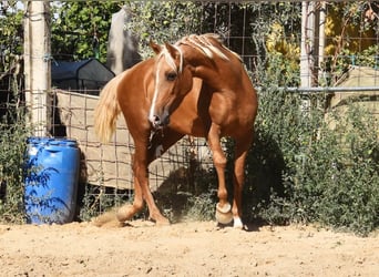 PRE, Mare, 4 years, 15 hh, Palomino