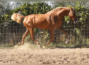 PRE, Mare, 4 years, 15 hh, Palomino