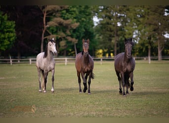 PRE, Mare, 4 years, 15,1 hh, Brown