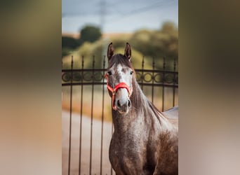 PRE, Mare, 4 years, 15,1 hh, Can be white