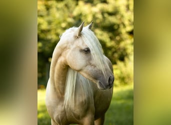 PRE Mix, Mare, 4 years, 15,1 hh, Palomino